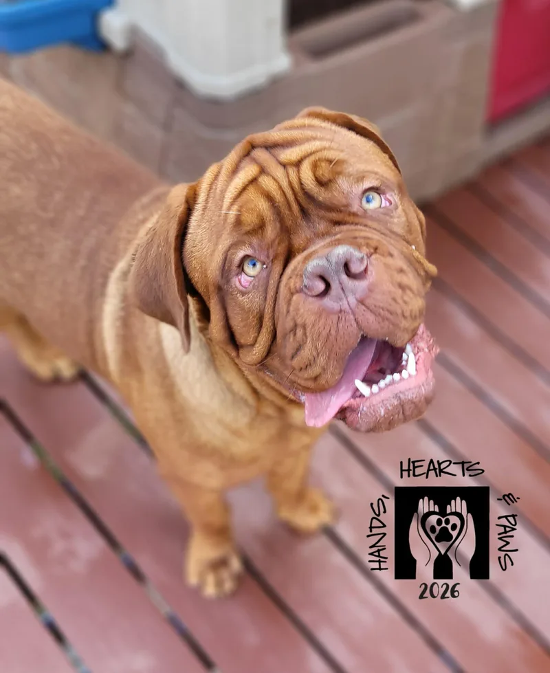 A young extra large-sized male Brown / Chocolate Dogue de Bordeaux dog named SeineMEDICAL HOLD for adoption in Omaha, NE