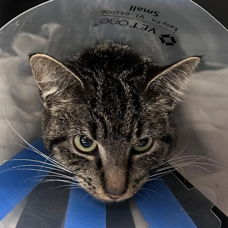 An adult medium-sized female Gray / Blue / Silver Domestic Short Hair cat named Dewey for adoption in Asheville, NC
