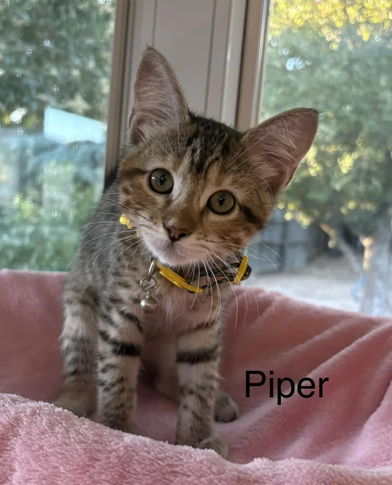 Piper