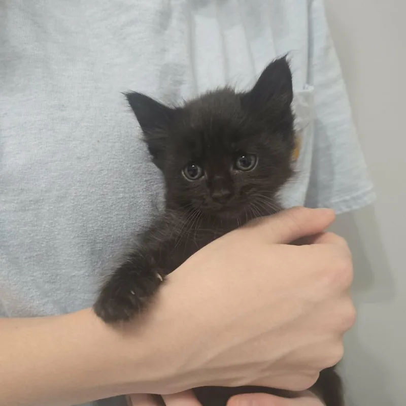 A baby small-sized male Black Domestic Long Hair cat named Jelly Bean for adoption in Greenville, NC