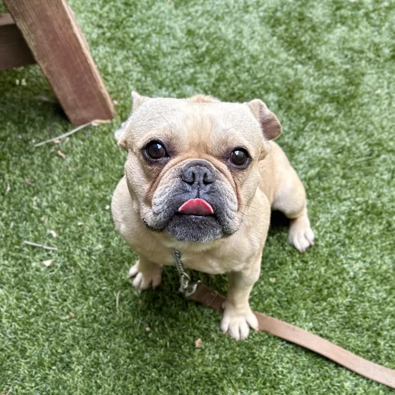 An adult small-sized male Yellow / Tan / Blond / Fawn French Bulldog dog named Spiderman ECAS for adoption in Pleasanton, CA