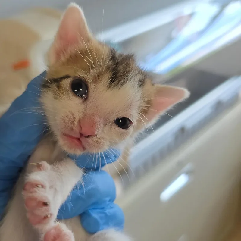 A baby small-sized female White Domestic Short Hair cat named Piano for adoption in East Hanover, NJ