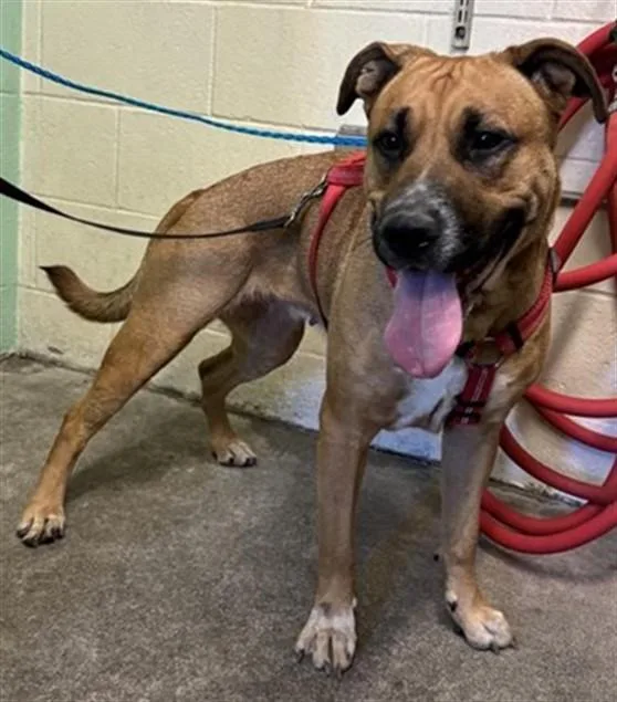 A young large-sized female Pit Bull Terrier dog named Reedy for adoption in Sacramento, CA