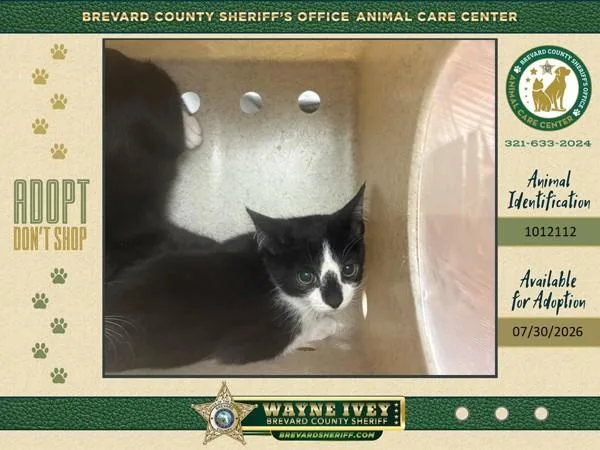 A baby small-sized male Domestic Short Hair cat named The Gathering for adoption in Melbourne, FL