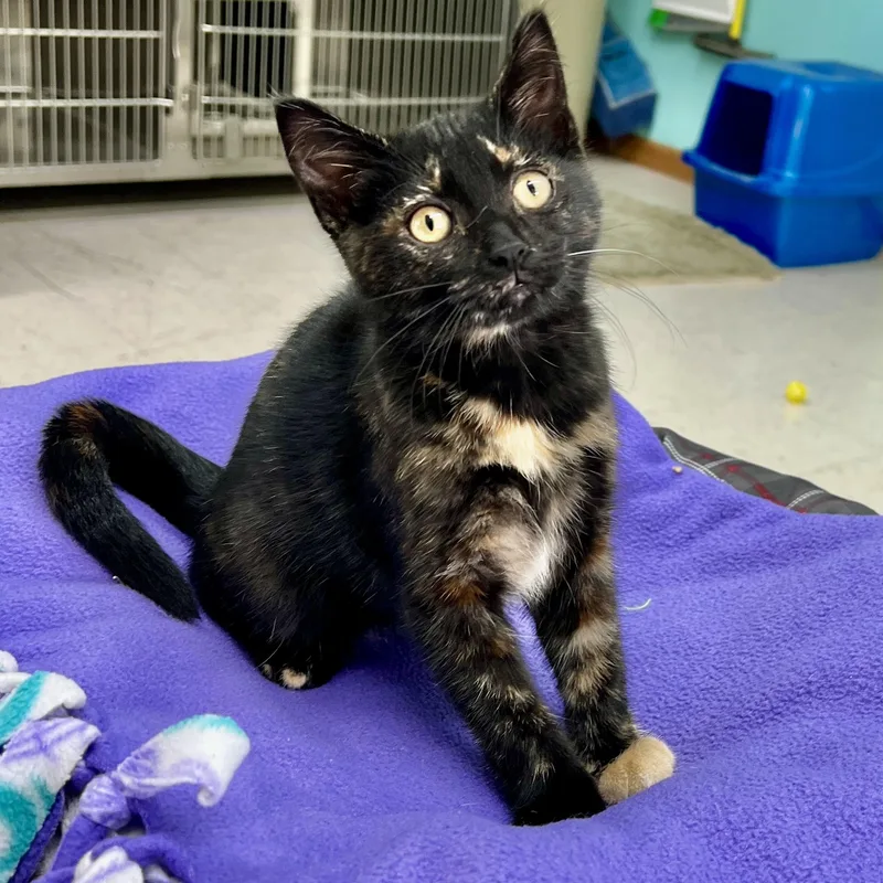 A baby medium-sized female Tortoiseshell Domestic Short Hair cat named Glory for adoption in Jamestown, ND