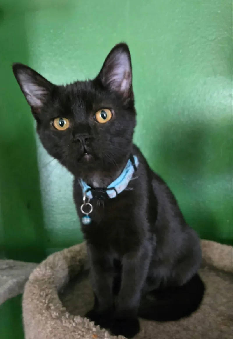 A baby medium-sized male Black Domestic Short Hair cat named Commander Yao LiJie for adoption in Stoughton, WI