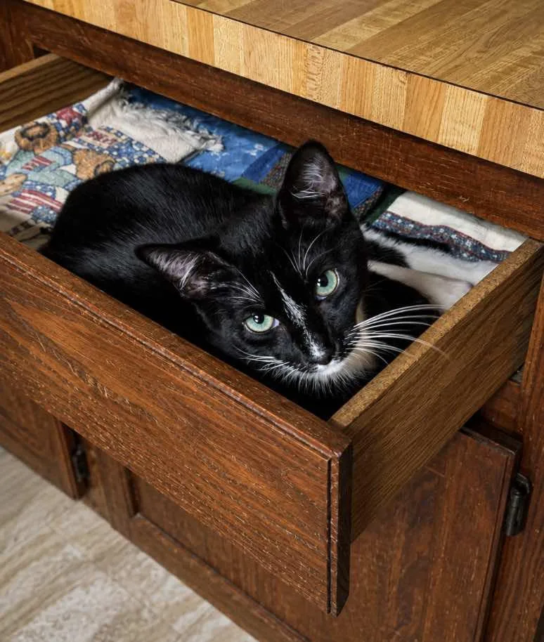 A baby medium-sized male Black & White / Tuxedo Domestic Short Hair cat named Teddy Brother of Matthew for adoption in Spring Branch, TX