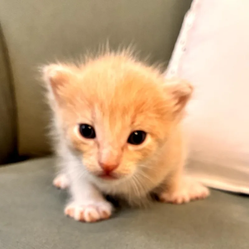 A baby small-sized male Buff / Tan / Fawn Domestic Short Hair cat named Titan for adoption in Long Beach, CA