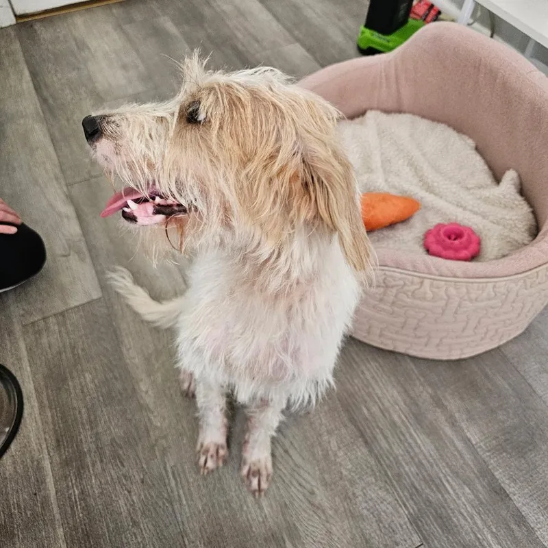 A young medium-sized male White / Cream Terrier dog named Charlie Brown III for adoption in Little Rock, AR