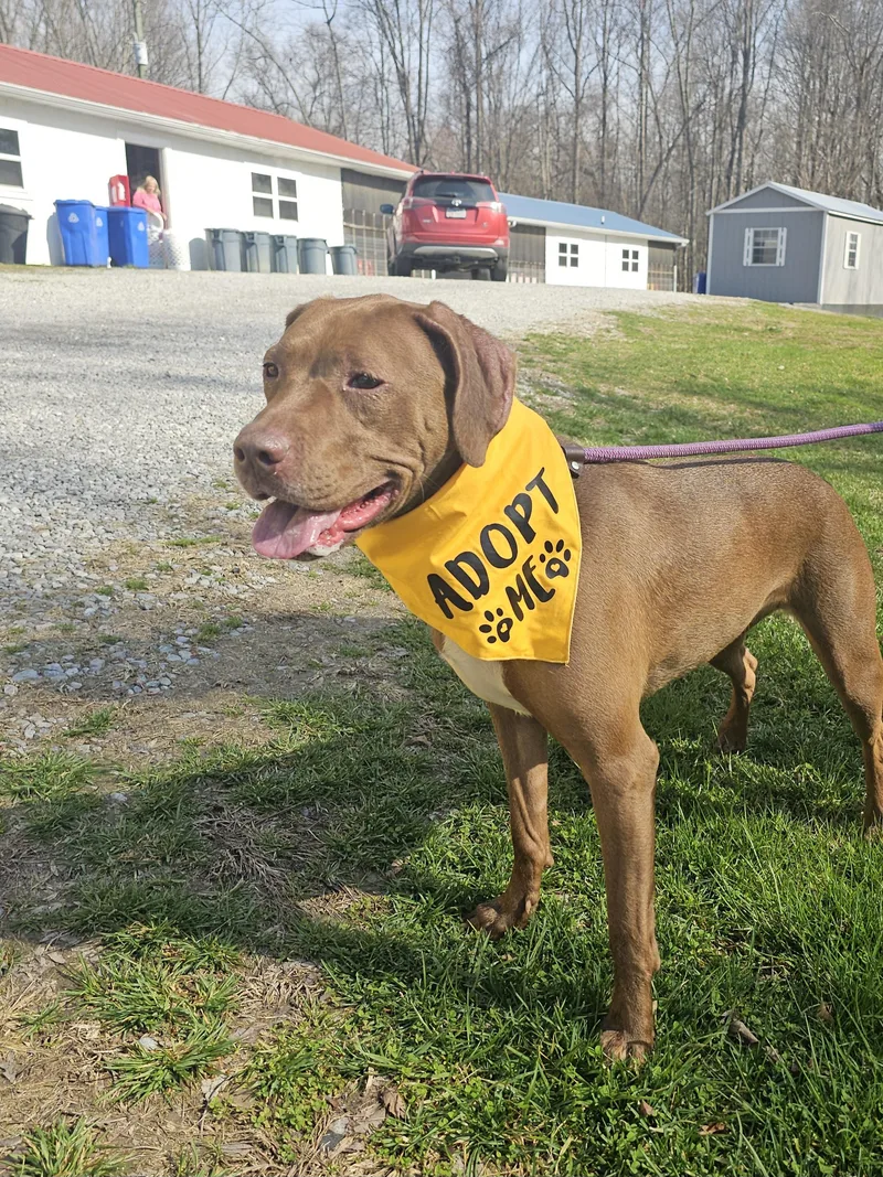 A young medium-sized female Brown / Chocolate Mixed Breed dog named Delilah for adoption in Talbott, TN