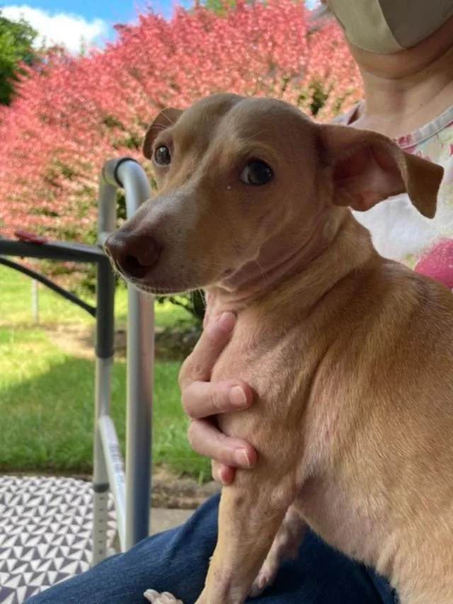 An adult small-sized male Apricot / Beige Chiweenie dog named Rocky for adoption in Salem, OR