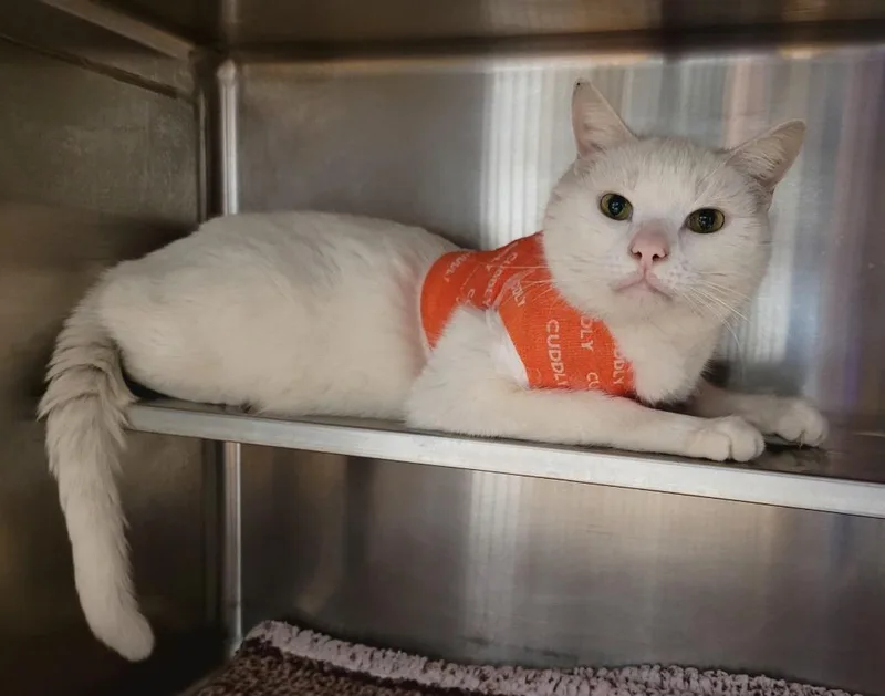A senior small-sized male Domestic Short Hair cat named Dr Bojangles for adoption in Los Angeles, CA