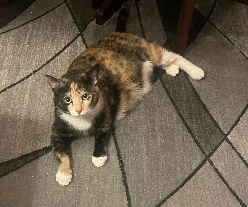 California Roll "cali