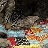 A baby small-sized female Brown / Chocolate Domestic Short Hair cat named Kiara for adoption in Hannibal, MO