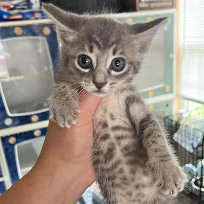 A baby small-sized female Gray / Blue / Silver Domestic Short Hair cat named Marie for adoption in Pasadena , MD