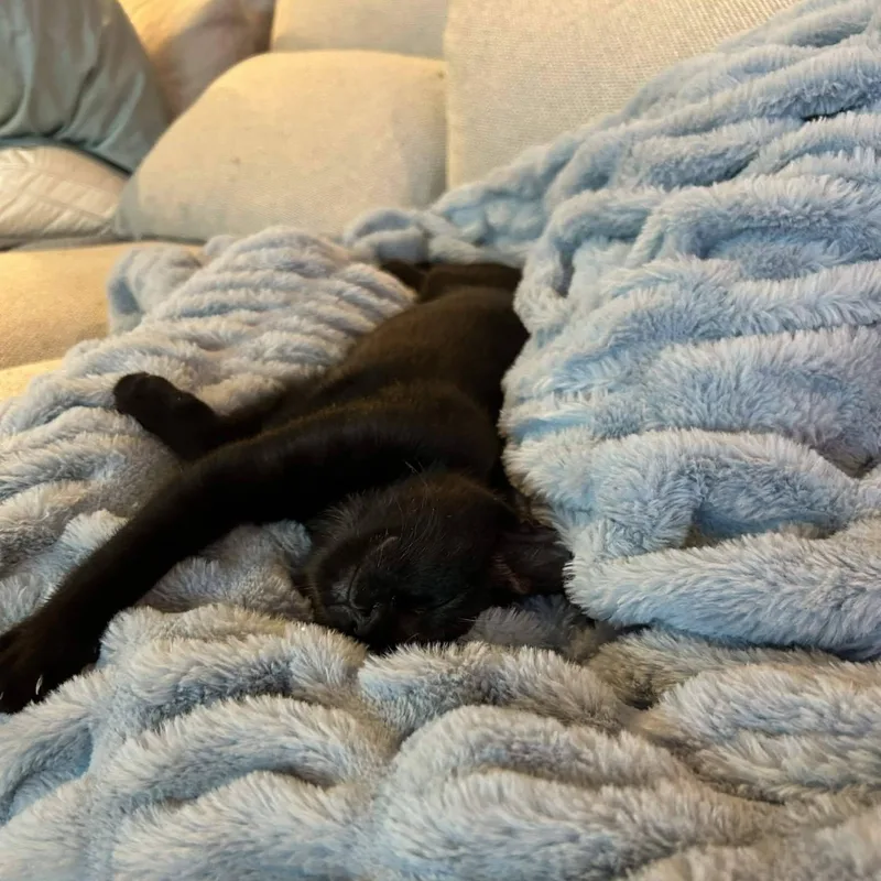 A baby medium-sized female Black Domestic Short Hair cat named Salem for adoption in Queen Creek, AZ