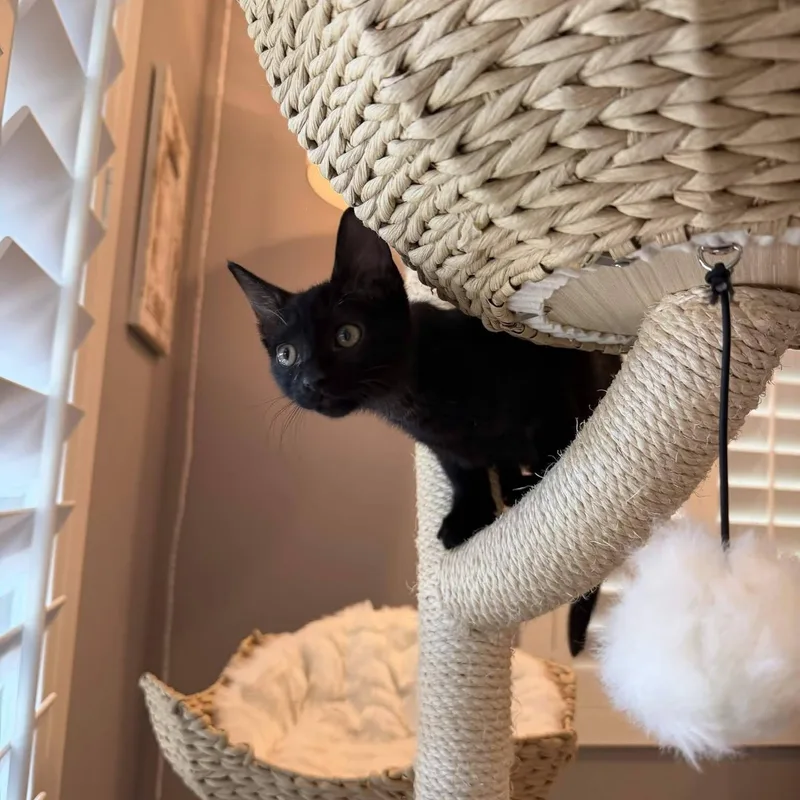Salem thumbnail 2