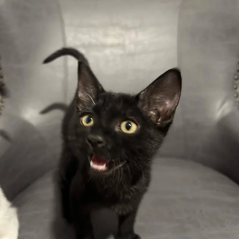 Salem thumbnail 3