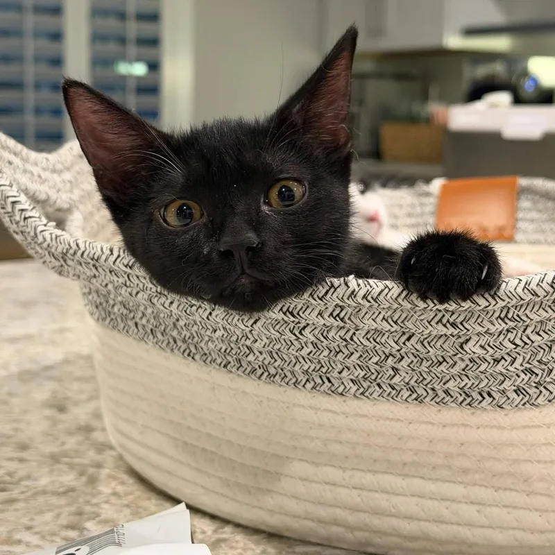 Salem thumbnail 4