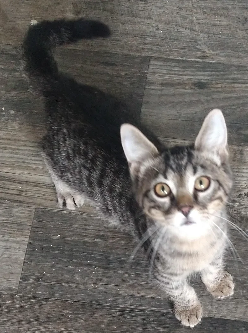 Alvin