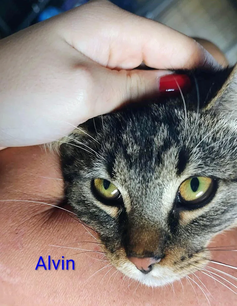 Alvin thumbnail 3