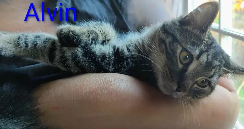 Alvin thumbnail 4
