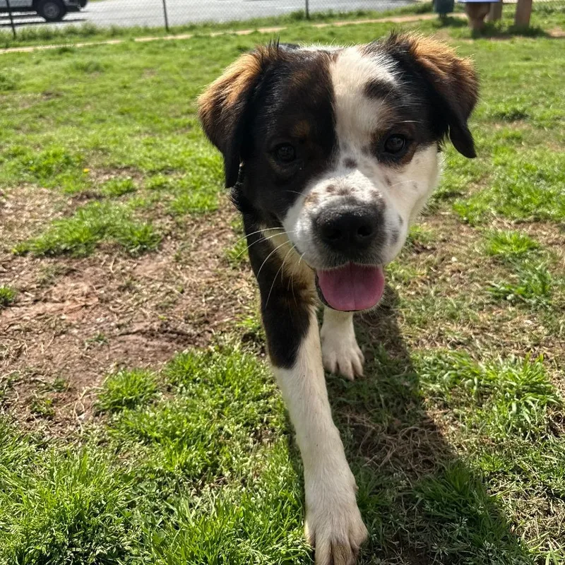 A young medium-sized male Brown / Chocolate Australian Shepherd dog named Bruce for adoption in LaGrange, GA