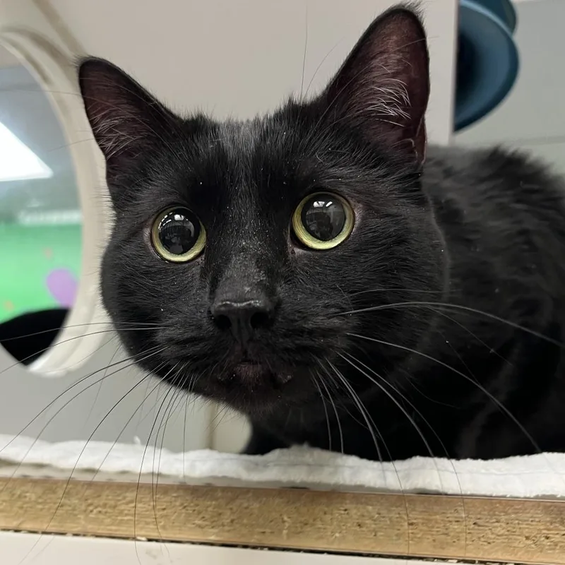A senior large-sized female Black Domestic Short Hair cat named Nyxe for adoption in Cheyenne, WY