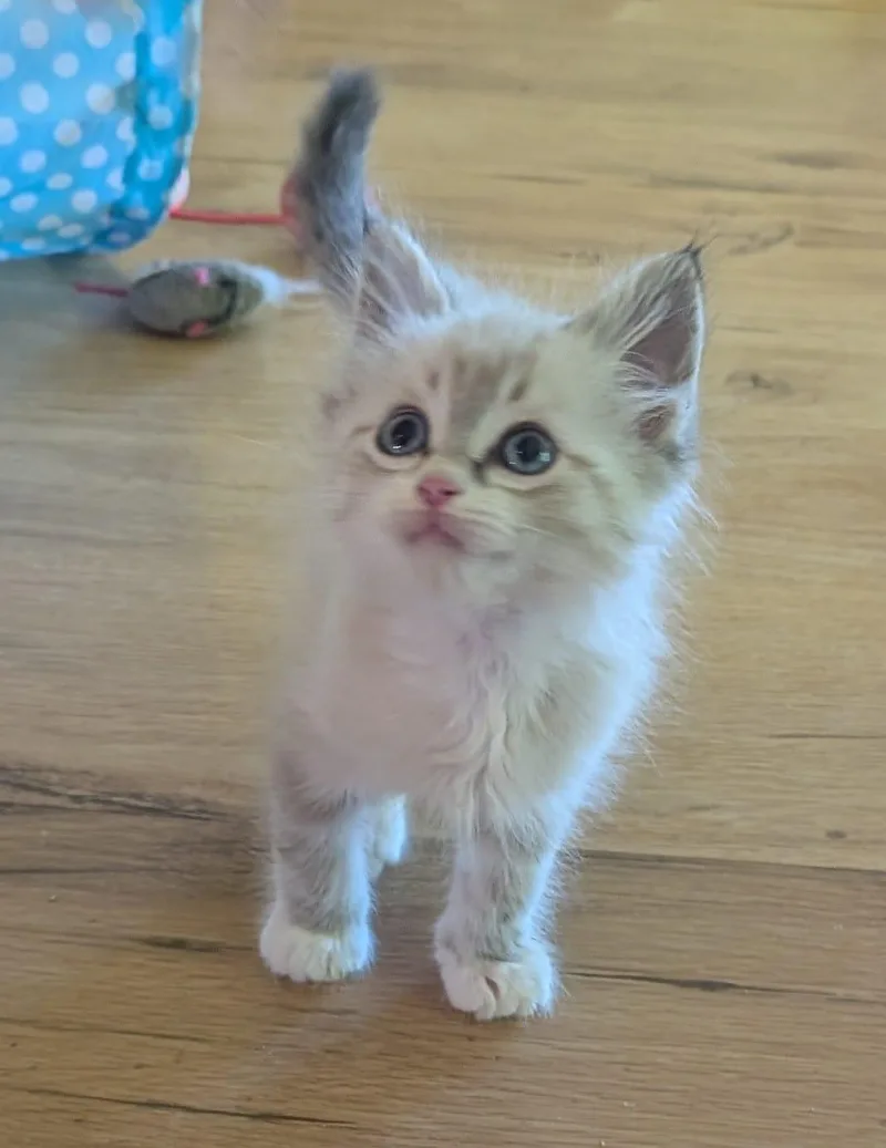 A young medium-sized male White Domestic Short Hair cat named Apollo for adoption in Windom, MN