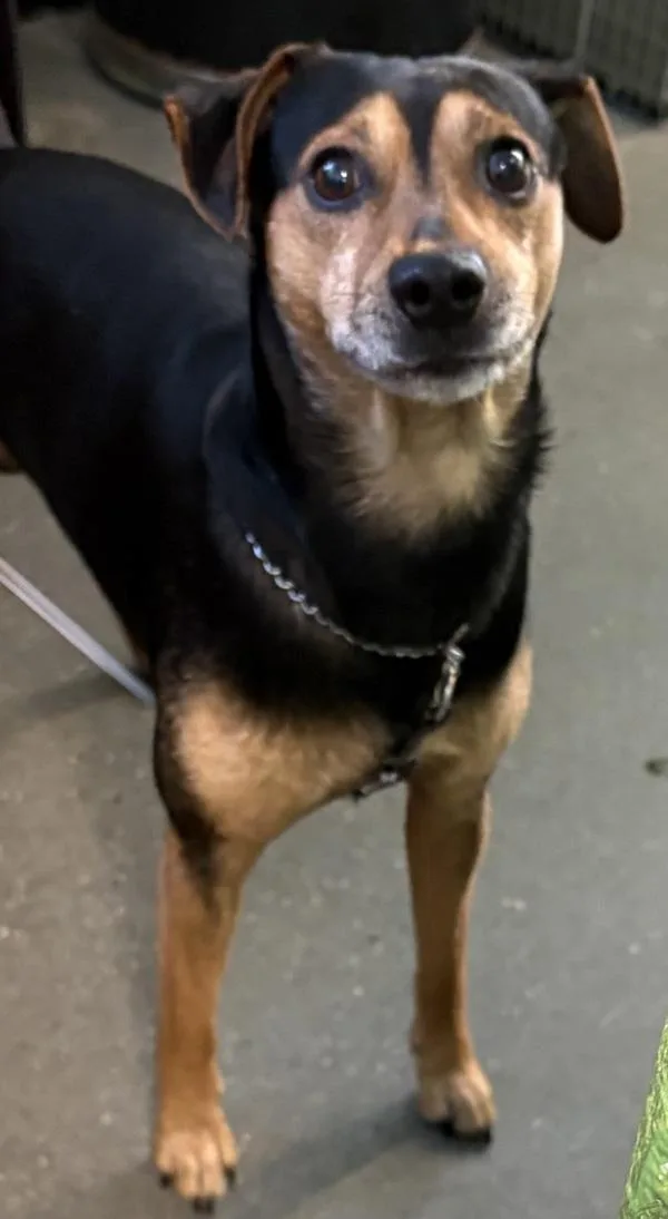 An adult medium-sized male Miniature Pinscher dog named Pen Austin for adoption in Lawrenceville, GA