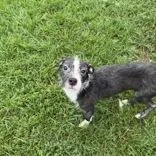 A young small-sized male Terrier dog named Poncho for adoption in Dodgeville, WI