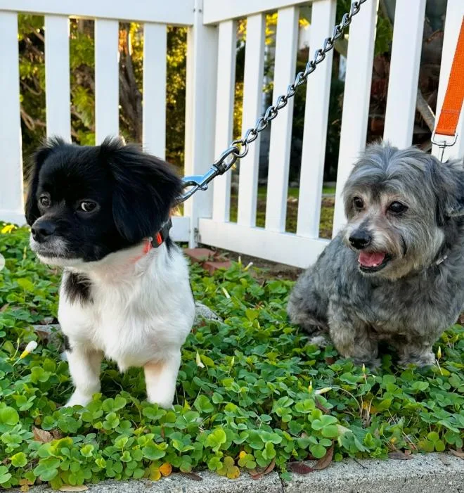 An adult small-sized male Shih Tzu dog named Max And Rudy for adoption in TEMECULA, CA