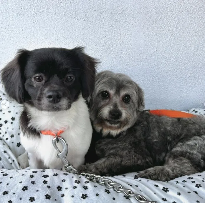 Max And Rudy thumbnail 2