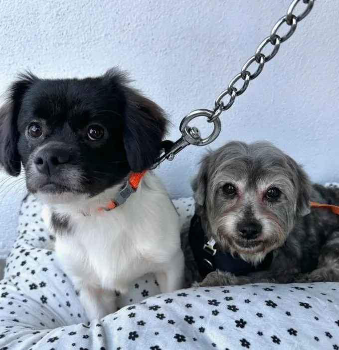 Max And Rudy thumbnail 5