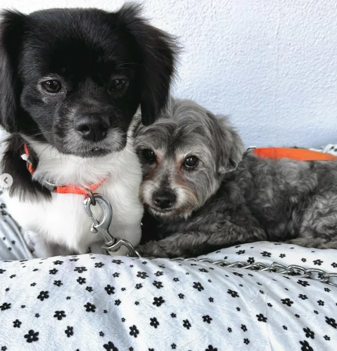 Max And Rudy thumbnail 6