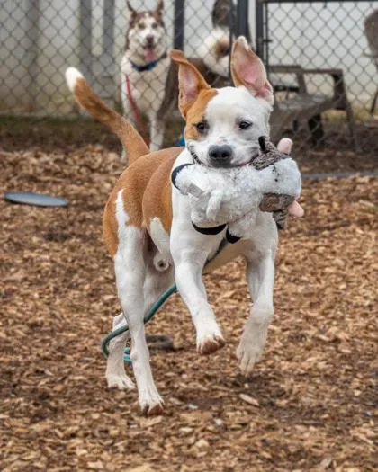 An adult large-sized male Mixed Breed dog named Conde for adoption in Chamblee, GA