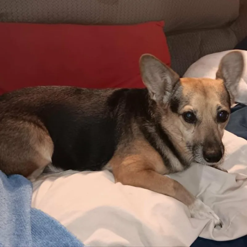 An adult small-sized male Black Chihuahua dog named Chips for adoption in Alma, WI