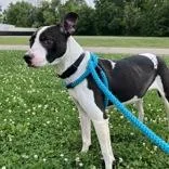 An adult medium-sized female Black Pit Bull Terrier dog named Keela for adoption in Hilliard, OH