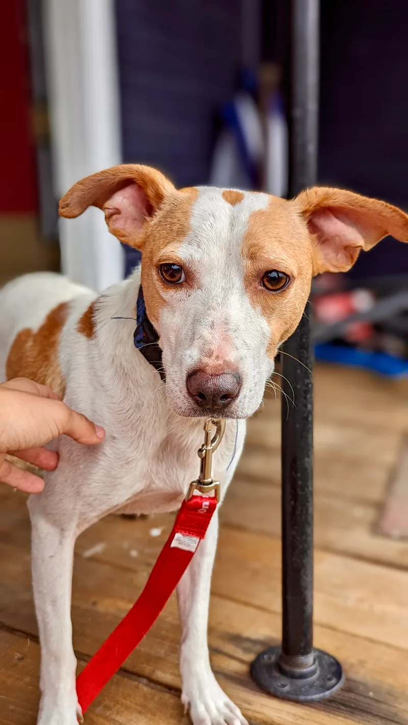 An adult small-sized male Terrier dog named Casper for adoption in Cincinnati, OH