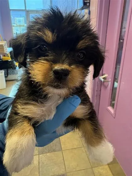 A baby small-sized male Black Yorkshire Terrier dog named 61112596 for adoption in El Paso, TX