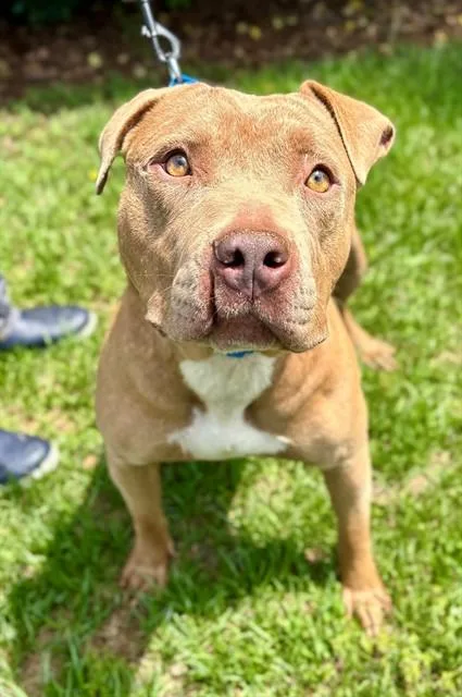 A young medium-sized female American Staffordshire Terrier dog named Star for adoption in York, SC