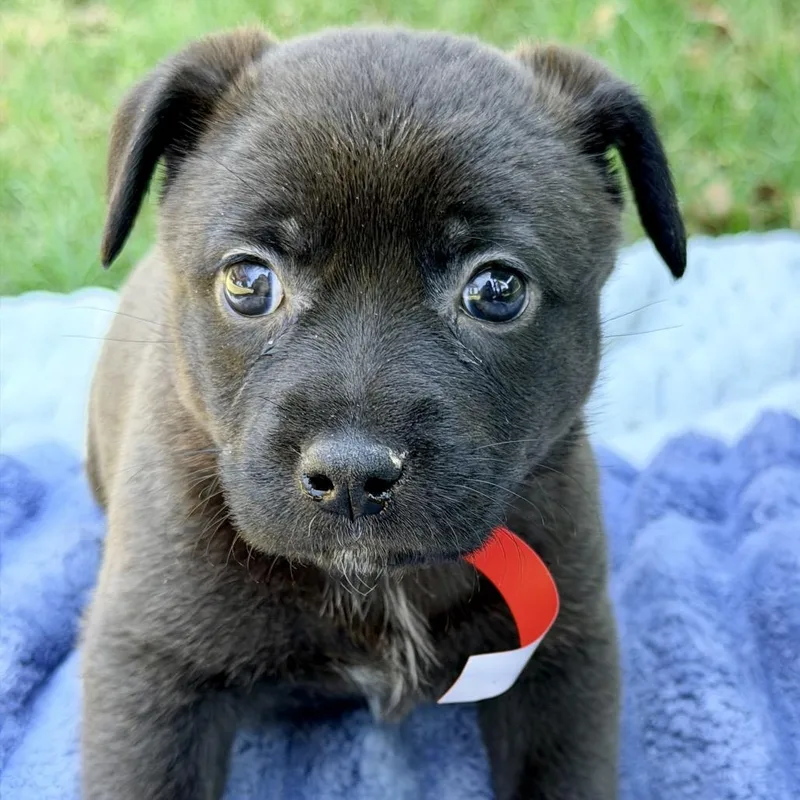 A baby medium-sized female Black Mixed Breed dog named Bridget for adoption in Huntsville, AL
