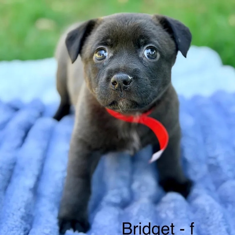 Bridget thumbnail 2