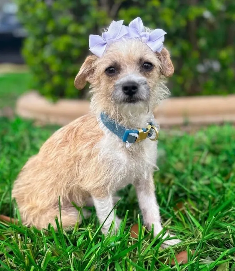 A young small-sized female Apricot / Beige Terrier dog named Celina for adoption in Edinburg, TX