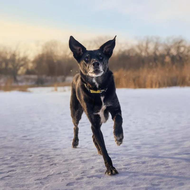 Frankie  D thumbnail 3