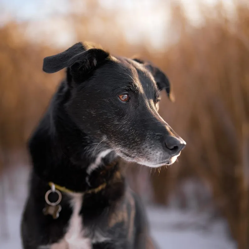 Frankie  D thumbnail 6