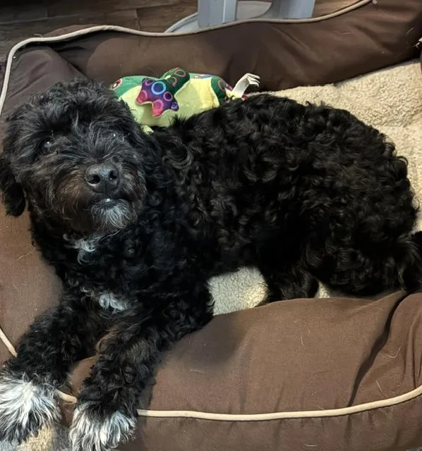 An adult small-sized female Black Miniature Poodle dog named Cleo for adoption in Sudbury, MA