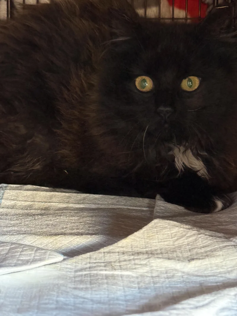 A young small-sized female Black American Shorthair cat named Noor for adoption in North Bergen, NJ