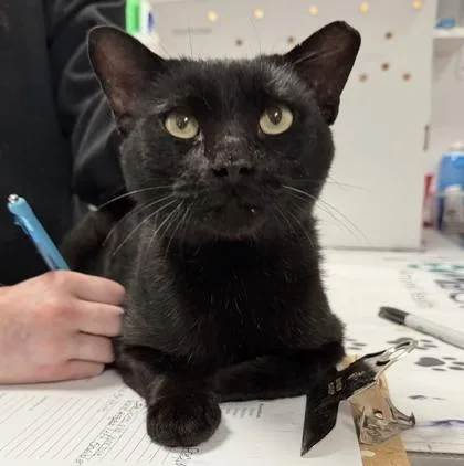 A baby medium-sized male Domestic Short Hair cat named Happy for adoption in West Chester, PA