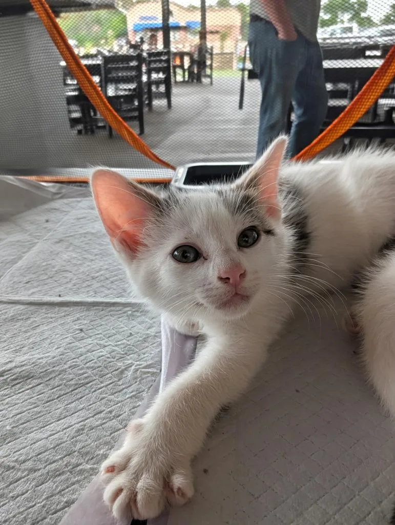 A baby small-sized male Domestic Short Hair cat named Spangler for adoption in Wintersville, OH